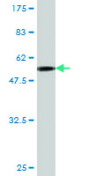 Monoclonal Anti-JAM2, (C-terminal) antibody produced in mouse clone 1C2, purified immunoglobulin, buffered aqueous solution