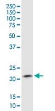 Monoclonal Anti-COMMD1 antibody produced in mouse clone 2A12, purified immunoglobulin, buffered aqueous solution