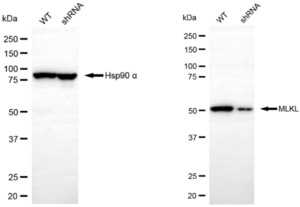 KD-Validated Anti MLKL Antibody, clone 23GB2895, Rabbit Monoclonal clone 23GB2895, recombinant rabbit monoclonal, expressed in HEK293 cells