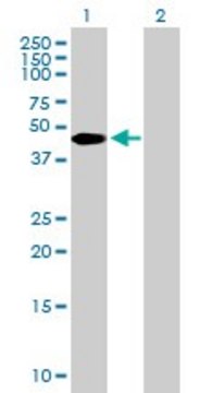 Anti-ZBTB37 antibody produced in mouse purified immunoglobulin, buffered aqueous solution