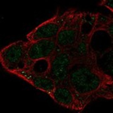 Anti-IGDCC3 antibody produced in rabbit Prestige Antibodies&#174; Powered by Atlas Antibodies, affinity isolated antibody, buffered aqueous glycerol solution