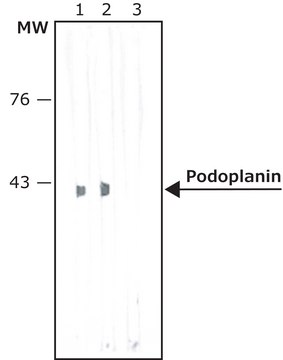 Anti-Podoplanin antibody, RAT monoclonal clone NZ-1.2, purified from hybridoma cell culture