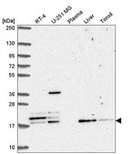 Anti-FAM96A antibody produced in rabbit Prestige Antibodies® Powered by Atlas Antibodies, affinity isolated antibody