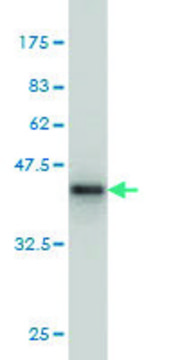 Monoclonal Anti-IL20 antibody produced in mouse clone 2H8, purified immunoglobulin, buffered aqueous solution