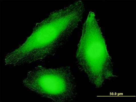 Anti-COPS7B antibody produced in mouse purified immunoglobulin, buffered aqueous solution