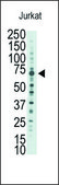 Anti-RYK antibody produced in rabbit IgG fraction of antiserum, buffered aqueous solution