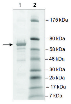 BRD2, BD1, BD2 (65-459) GST tag human recombinant, expressed in E. coli, &#8805;80% (SDS-PAGE)