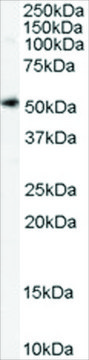 抗-SLC7A11 山羊抗 affinity isolated antibody, buffered aqueous solution