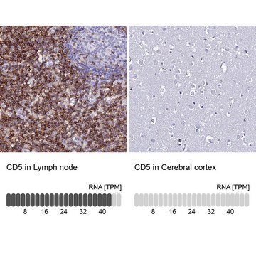 Anti-CD5 antibody produced in rabbit Prestige Antibodies&#174; Powered by Atlas Antibodies, affinity isolated antibody, buffered aqueous glycerol solution