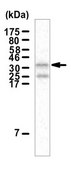 Anti-Rex-1 Antibody from rabbit, purified by affinity chromatography