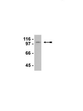 Anti-LSD1/BHC110 Antibody ascites fluid, Upstate&#174;