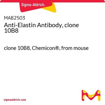 抗弹性蛋白抗体，克隆10B8 clone 10B8, Chemicon&#174;, from mouse