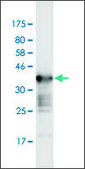 Monoclonal Anti-WNK2, (C-terminal) antibody produced in mouse clone 2A2, purified immunoglobulin, buffered aqueous solution