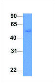 Anti-NOVA1 antibody produced in rabbit affinity isolated antibody