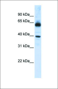 Anti-KPNA1 (ab1) antibody produced in rabbit affinity isolated antibody