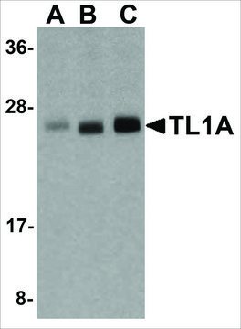 Anti-TL1A antibody produced in rabbit IgG fraction of antiserum, buffered aqueous solution