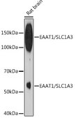 Anti-EAAT1/SLC1A3 Antibody, clone 7Y4U5, Rabbit Monoclonal