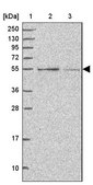 Anti-CCNJL antibody produced in rabbit Prestige Antibodies® Powered by Atlas Antibodies, affinity isolated antibody, buffered aqueous glycerol solution