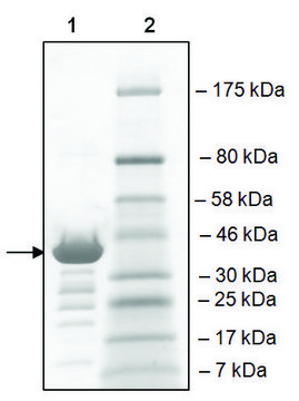 TAF1L (1398-1516) GST tag human recombinant, expressed in E. coli, &#8805;82% (SDS-PAGE)