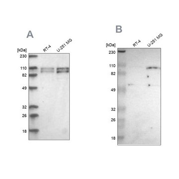 Anti-STRN3 antibody produced in rabbit Ab2, Prestige Antibodies&#174; Powered by Atlas Antibodies, affinity isolated antibody, buffered aqueous glycerol solution