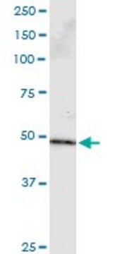 Monoclonal Anti-PPP2R2B antibody produced in mouse clone 1B10, purified immunoglobulin, buffered aqueous solution