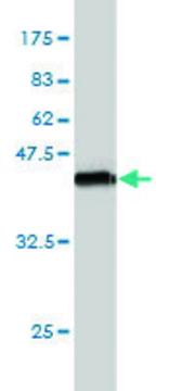 Monoclonal Anti-SEMA3A antibody produced in mouse clone 5G9, purified immunoglobulin, buffered aqueous solution