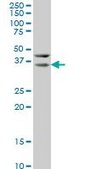 Monoclonal Anti-HEYL antibody produced in mouse clone 1F6, purified immunoglobulin, buffered aqueous solution