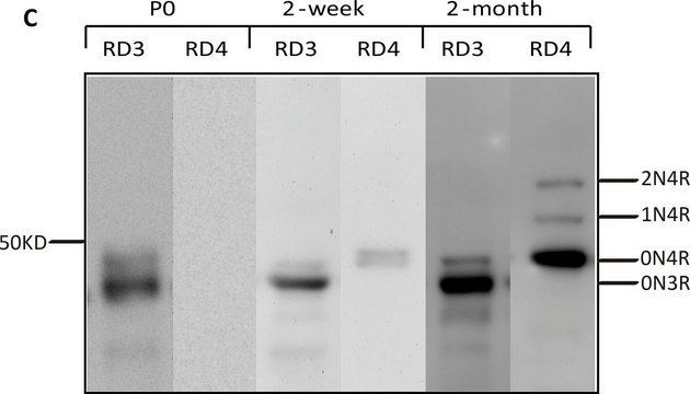 抗-Tau（3-重复亚型 RD3）抗体，克隆8E6/C11 culture supernatant, clone 8E6/C11, Upstate&#174;