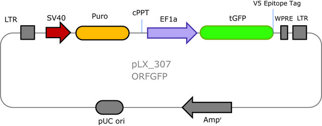 MISSION&#174; TRC3 ORF GFP Lentivirus High Titer Control