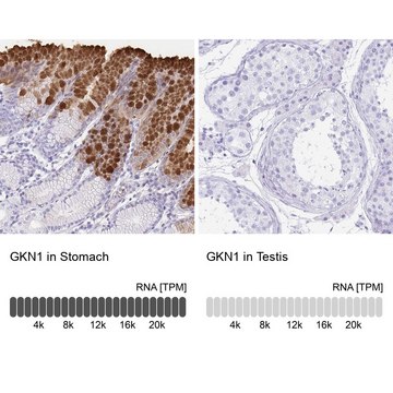 Anti-GKN1 antibody produced in rabbit Prestige Antibodies&#174; Powered by Atlas Antibodies, affinity isolated antibody, buffered aqueous glycerol solution