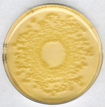 GranuCult&#174; plus Standard I Nutrient Agar for culturing of fastidious microorganisms