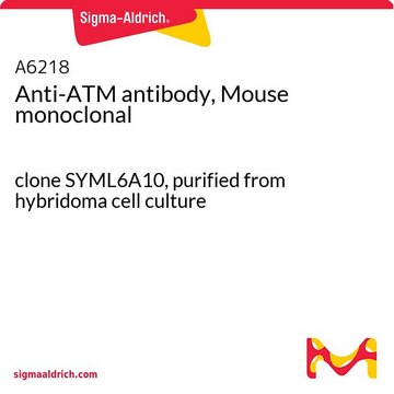 Anti-ATM antibody, Mouse monoclonal clone SYML6A10, purified from hybridoma cell culture