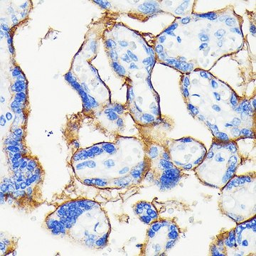 Anti- PD-L1/CD274 antibody produced in rabbit