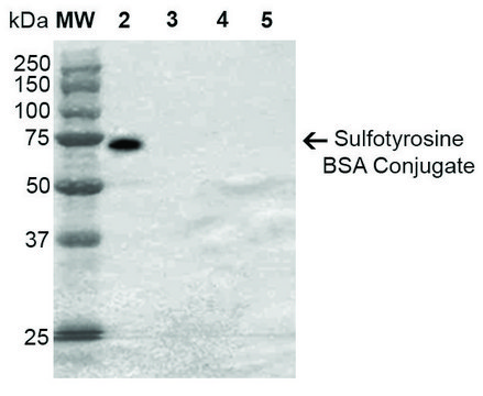 Monoclonal Anti-Sulfotyrosine-R-Phycoerythrin antibody produced in mouse clone 7C5