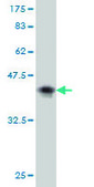 Monoclonal Anti-AFF4 antibody produced in mouse clone 2E12, purified immunoglobulin, buffered aqueous solution