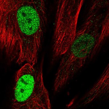 Anti-TLE4 antibody produced in rabbit Prestige Antibodies&#174; Powered by Atlas Antibodies, affinity isolated antibody