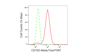 Anti CD102 Antibody, clone 23GB5980, Rabbit Monoclonal clone 23GB5980, recombinant rabbit monoclonal, expressed in HEK293 cells