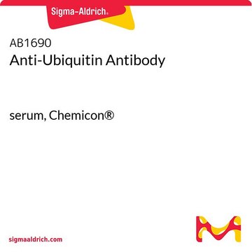 Anti-Ubiquitin Antibody serum, Chemicon&#174;