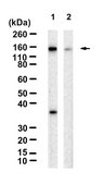 Anti-LATS1 Antibody, clone 1D18 ZooMAb&#174; Rabbit Monoclonal recombinant, expressed in HEK 293 cells