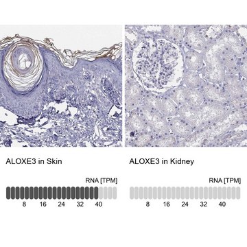 Anti-ALOXE3 Prestige Antibodies&#174; Powered by Atlas Antibodies, affinity isolated antibody