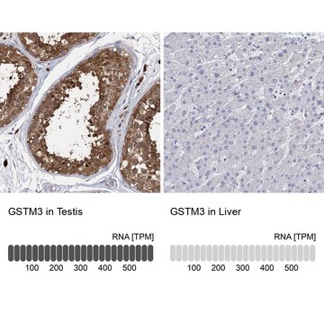 Anti-GSTM3 antibody produced in rabbit Prestige Antibodies&#174; Powered by Atlas Antibodies, affinity isolated antibody, buffered aqueous glycerol solution