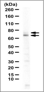 Anti-MTHFR Antibody serum, from rabbit