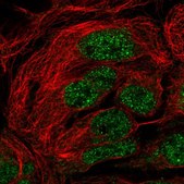 Anti-SH3RF2 antibody produced in rabbit Prestige Antibodies® Powered by Atlas Antibodies, affinity isolated antibody, buffered aqueous glycerol solution