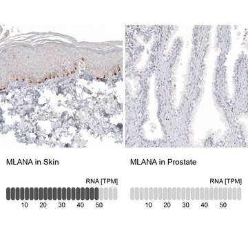Anti-MLANA antibody produced in mouse Prestige Antibodies® Powered by Atlas Antibodies, clone CL12874, purified by using Protein A, buffered aqueous glycerol solution