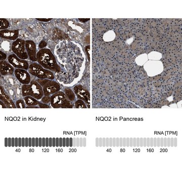 Anti-NQO2 antibody produced in rabbit Prestige Antibodies&#174; Powered by Atlas Antibodies, affinity isolated antibody, buffered aqueous glycerol solution, Ab1