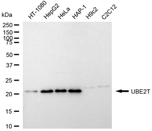 KD-Validated Anti UBE2T Antibody, clone 24GB2350, Rabbit Monoclonal clone 24GB2350, recombinant rabbit monoclonal, expressed in HEK293 cells