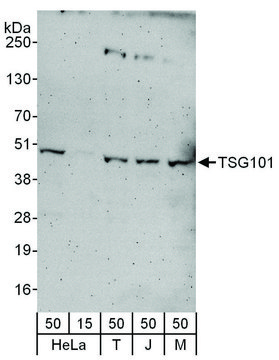 Rabbit anti-TSG101 Antibody, Affinity Purified Powered by Bethyl Laboratories, Inc.