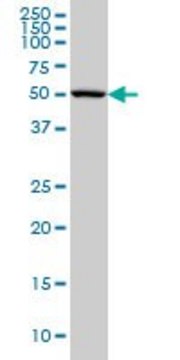 Monoclonal Anti-CABC1, (N-terminal) antibody produced in mouse clone 6G10, ascites fluid