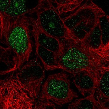 Anti-E2F8 antibody produced in rabbit Prestige Antibodies&#174; Powered by Atlas Antibodies, affinity isolated antibody