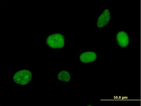 Anti-APEX2 antibody produced in mouse IgG fraction of antiserum, buffered aqueous solution